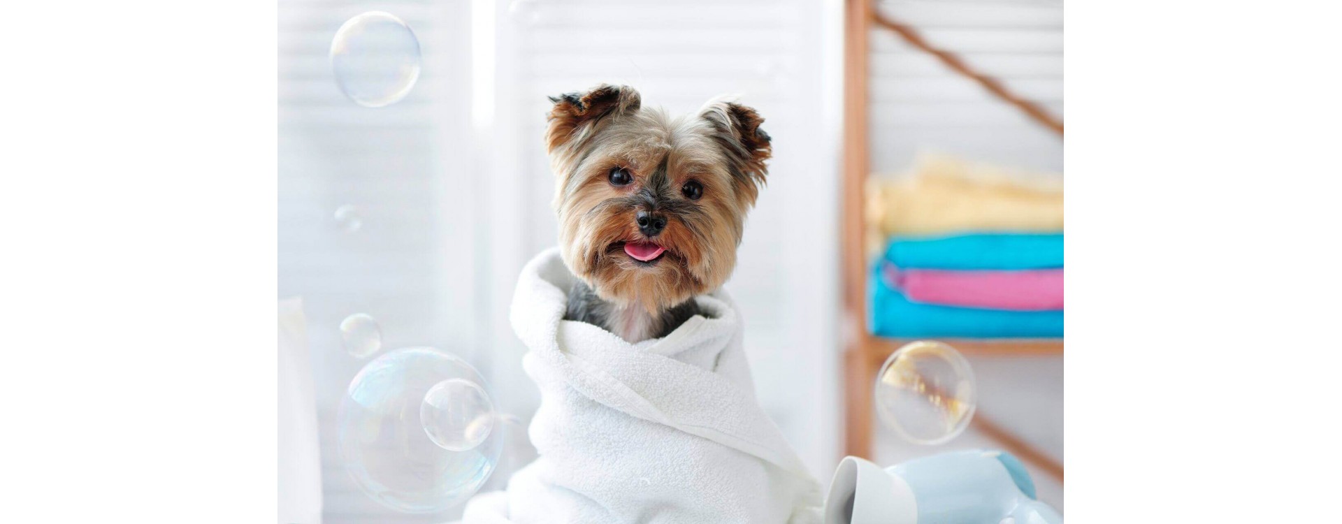 Frecuencia del baño del perro, saber si lo necesita?